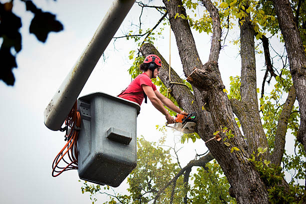 Large Tree Removal in Huntington, WV